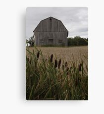 Cattails' Home Canvas Print