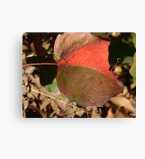 Patch Leaf Canvas Print