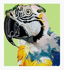 Mr T for Keeper of the Stars Parrot Rescue Photographic Print