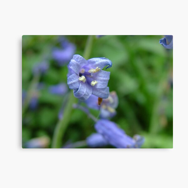 Bluebell Canvas Print