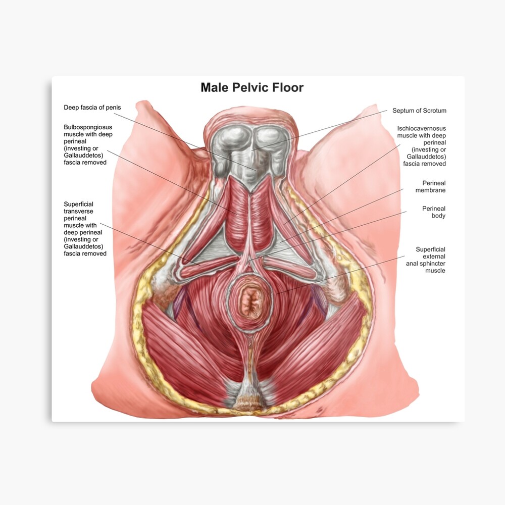 Beckenboden Des Menschlichen Mannes Fotodruck