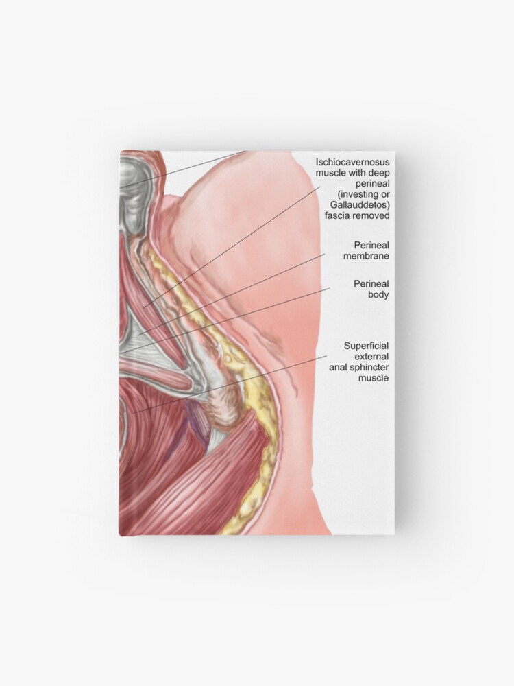 Pelvic Floor Of Human Male Hardcover Journal