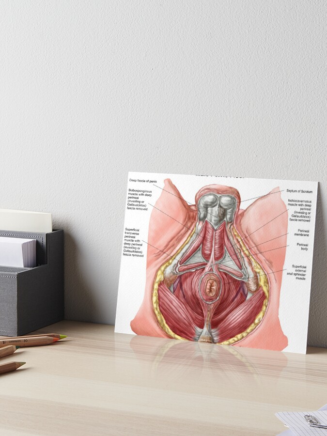 Pelvic Floor Of Human Male Art Board Print By Stocktrekimages