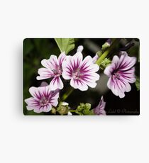 Purple Pollen Canvas Print