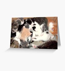 Kittens Greeting Card