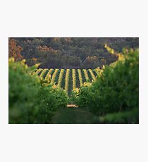 Vineyard Photographic Print