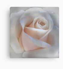Single Pink Rose Metal Print