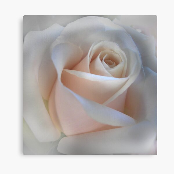 Single Pink Rose Canvas Print