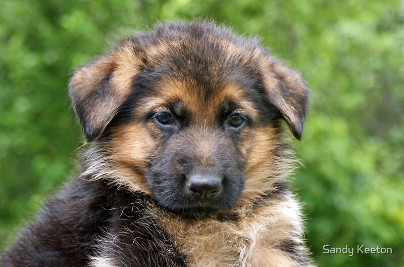 black baby german shepherd black baby german shepherd