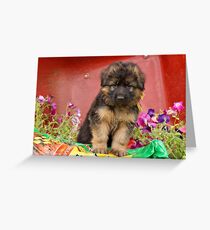 Long Coated GSD Puppy Greeting Card