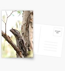 Tawny Frogmouth Postcards