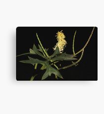 Grevillea flexuosa Canvas Print