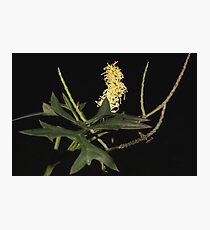 Grevillea flexuosa Photographic Print
