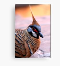 Spinnifex Pigeon Canvas Print