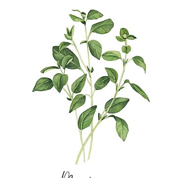 marjoram clipart