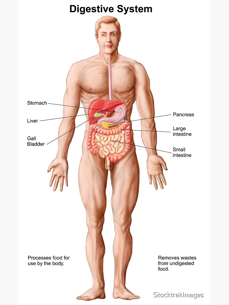 Anatomy Male Digestive System Diagram Human Digestive System My Xxx