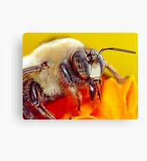 Bee Still (2)! Canvas Print