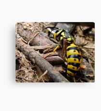 Wasp in the sticks Canvas Print