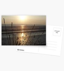 Grassess in the evening light Postcards