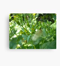 Caterpillar Canvas Print