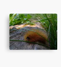 Caterpillar Canvas Print