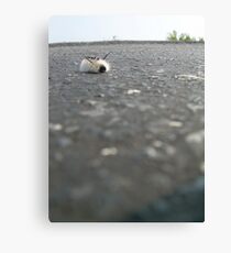 Caterpillar Canvas Print