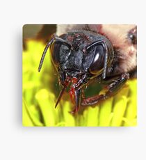 Carpenter Bee ! Canvas Print