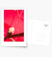 Apple Blossom Bud RED Postcards