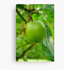 Lienzo Apple of my eye