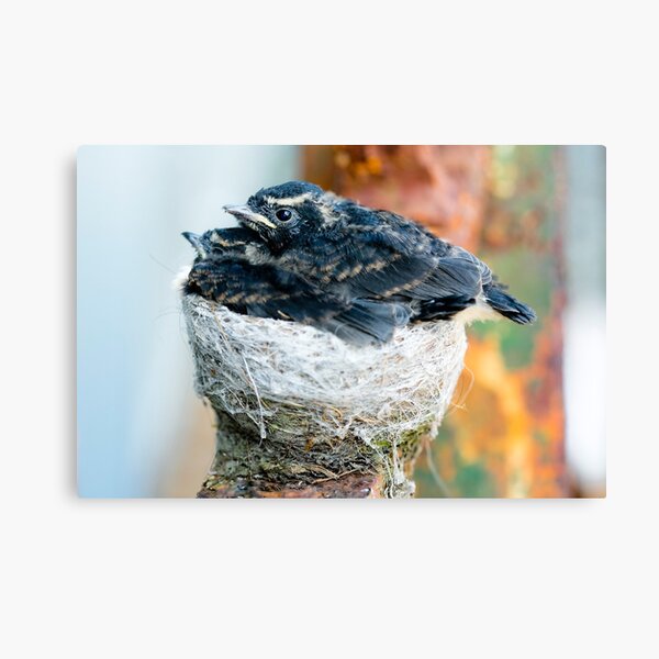 Baby Birds in Nest Canvas Print