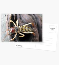 New Zealand Weta # 1 Postcards