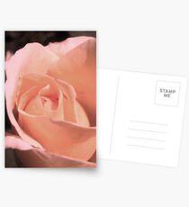 Peach Rose Postcards
