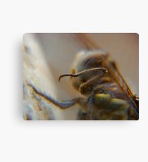 dragonfly5 Canvas Print