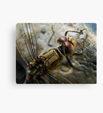 dragonfly7 Canvas Print