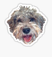 Cute Dog -- Schnoodle Sticker