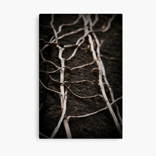 These old Veins... Canvas Print