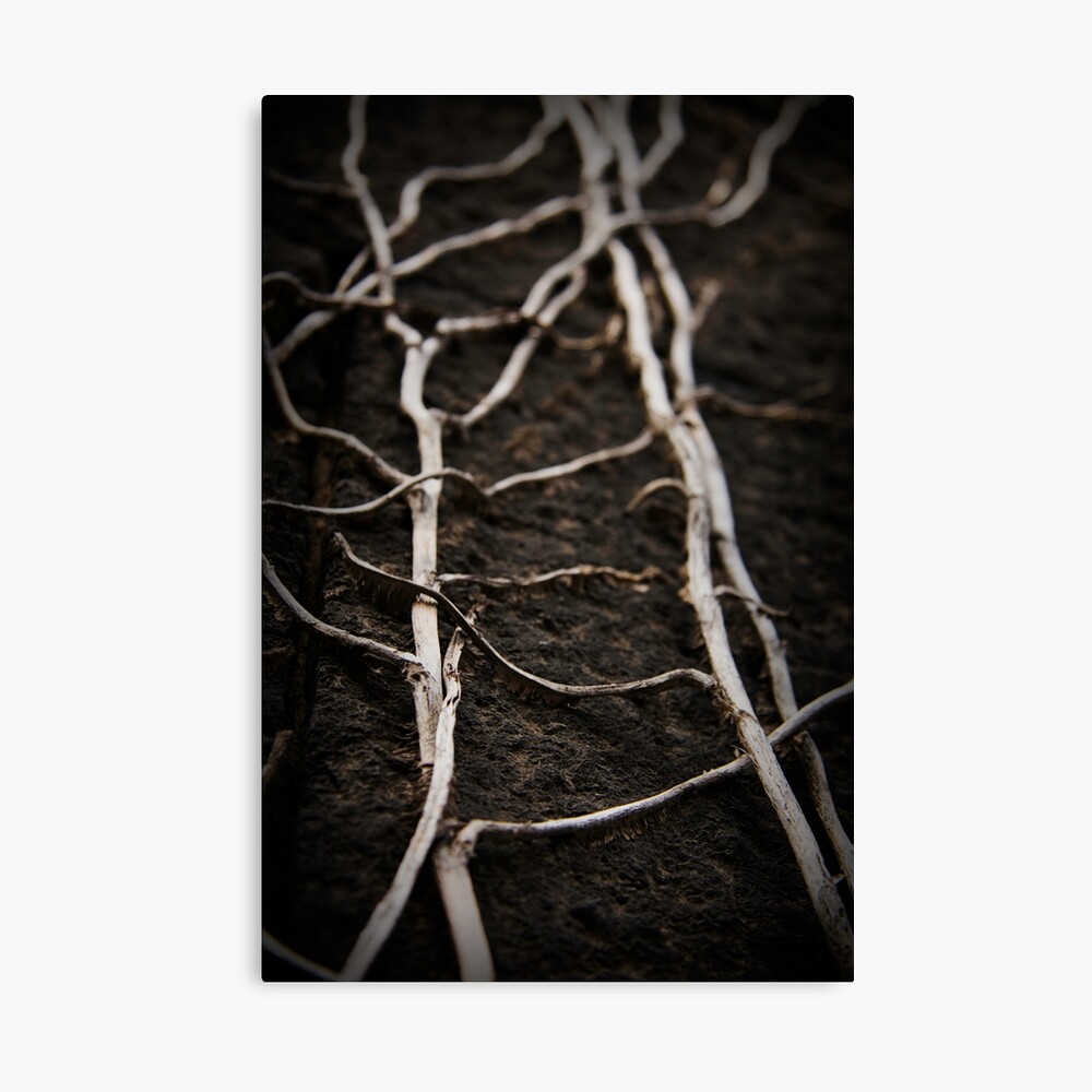 These old Veins... Canvas Print