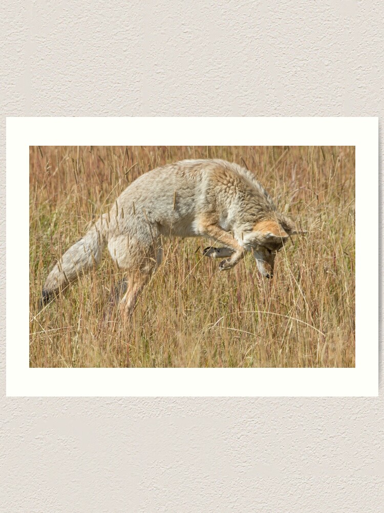 Alternate view of Coyote pounce Art Print