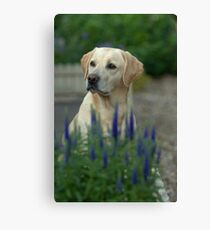 yellow labrador Canvas Print