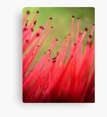 nature brush Canvas Print