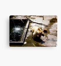 The Bears of Bern Canvas Print
