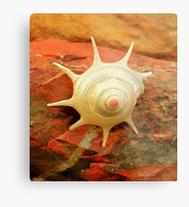 shell Metal Print