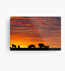 Glorious Grazing Metal Print