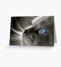 Blue Gaze Greeting Card