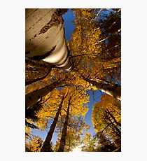 Autumn Aspens Photographic Print