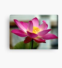 Pink Lotus Canvas Print