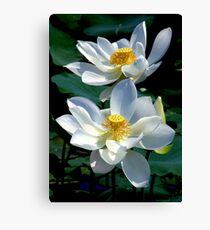 White Lotus's Canvas Print