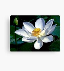 White Lotus Canvas Print