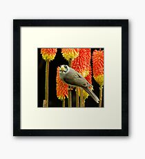 Miner Bird Framed Print