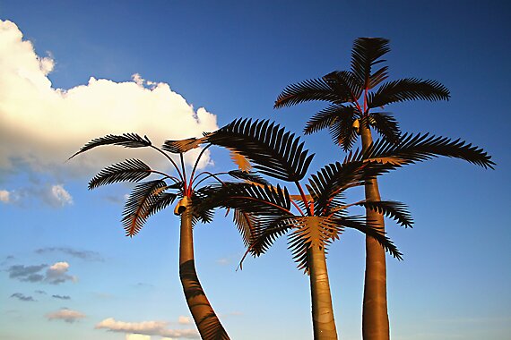 "Metal Palm Trees" by grinandbearit | Redbubble
